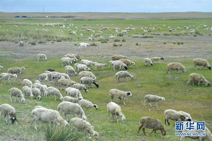 （走向我們的小康生活&middot;圖文互動）（1）草原有了網(wǎng)，手機(jī)能放羊&mdash;&mdash;看呼倫貝爾大草原牧民生活變了樣 