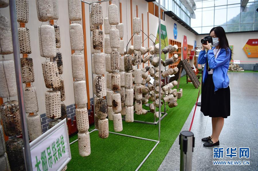 （走向我們的小康生活·圖文互動(dòng)）（6）綠了青山，紅了日子——秦巴山區(qū)群眾繪出小康“調(diào)色板”