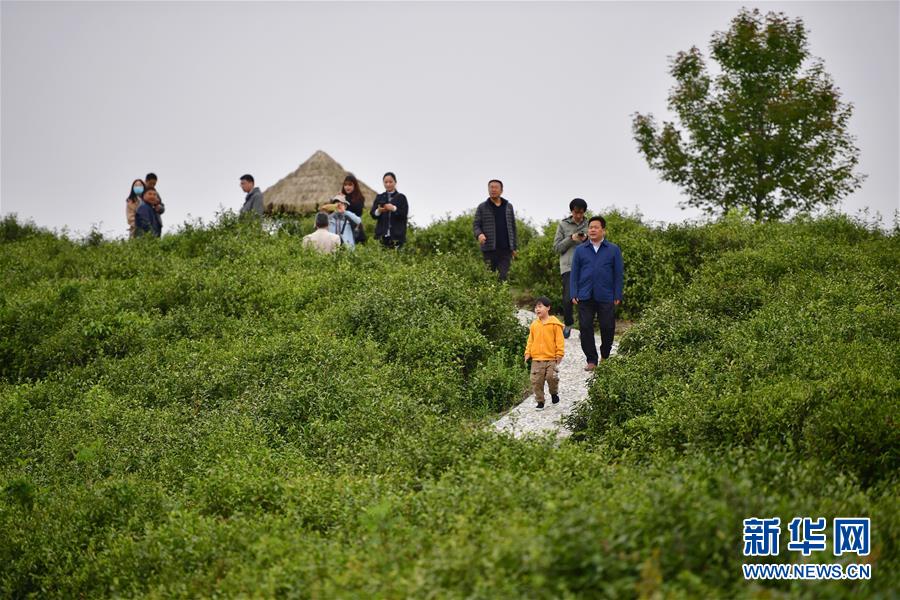 （走向我們的小康生活·圖文互動(dòng)）（7）綠了青山，紅了日子——秦巴山區(qū)群眾繪出小康“調(diào)色板”