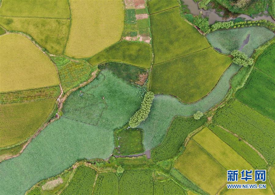 （美麗中國）（3）鄉(xiāng)村稻田“調色板”