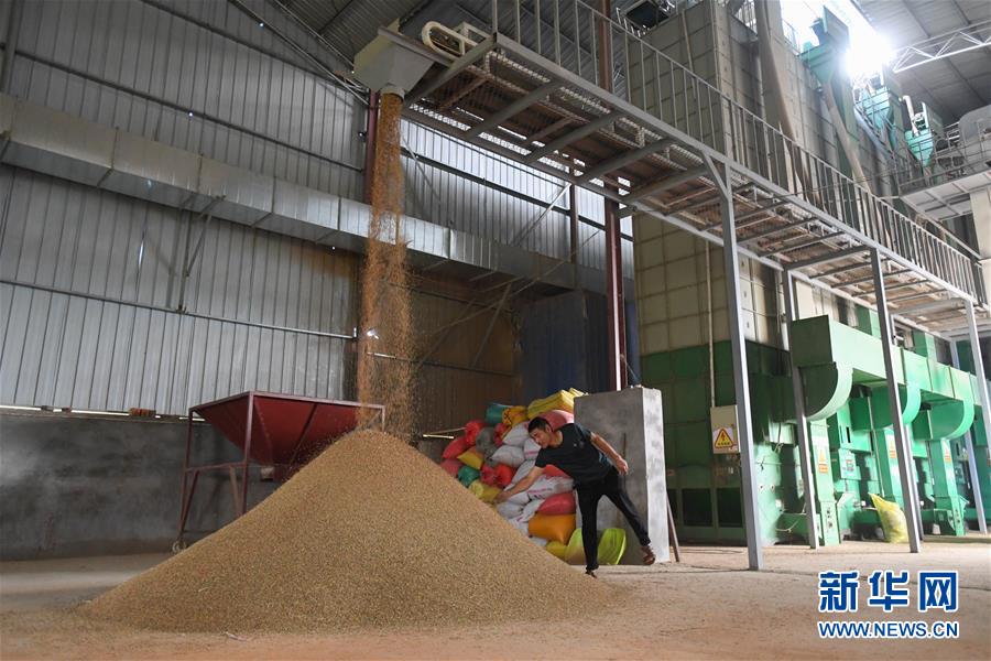 （新華視點(diǎn)·聚焦餐桌外的浪費(fèi)·圖文互動）（1）農(nóng)戶儲糧損失達(dá)8%！設(shè)施普遍簡陋，蟲害霉變堪憂