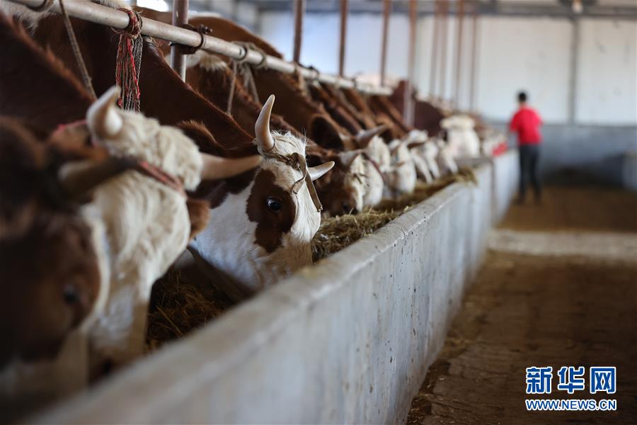 (決戰(zhàn)決勝脫貧攻堅(jiān)·圖文互動(dòng))(3)再戰(zhàn)“北大倉(cāng)”