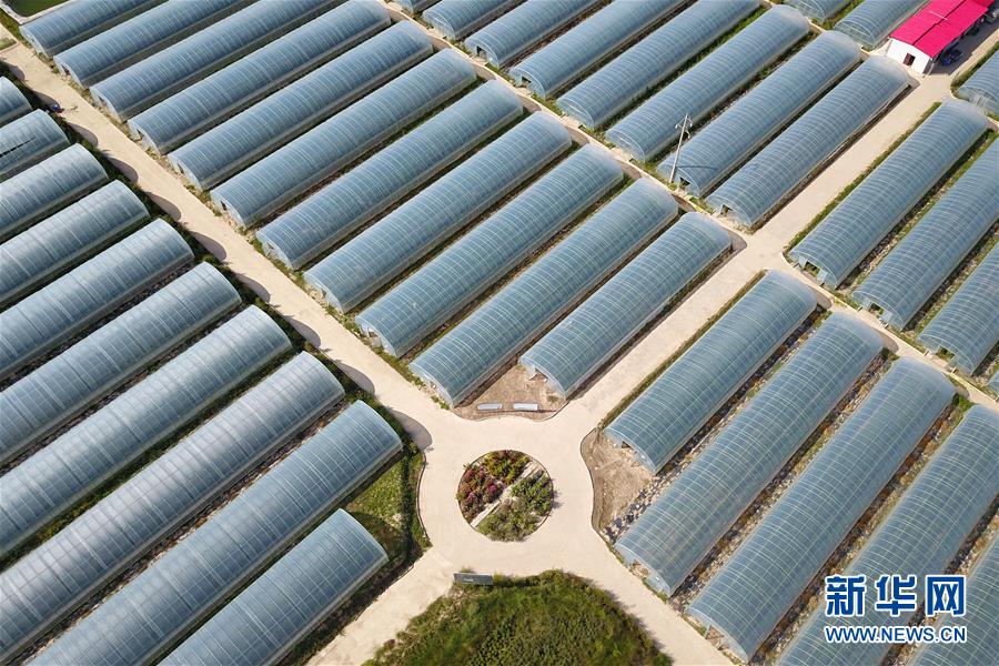 （新華全媒頭條&middot;走向我們的小康生活&middot;圖文互動(dòng)）（11）&ldquo;苦甲&rdquo;不再，&ldquo;甘味&rdquo;綿長(zhǎng)&mdash;&mdash;脫貧攻堅(jiān)的甘肅味道