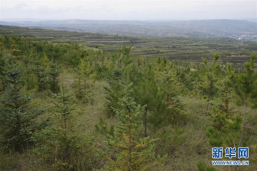 （決戰(zhàn)決勝脫貧攻堅(jiān)&middot;圖文互動(dòng)）（1）甘肅定西黃土高坡上，有片&ldquo;福州林&rdquo;