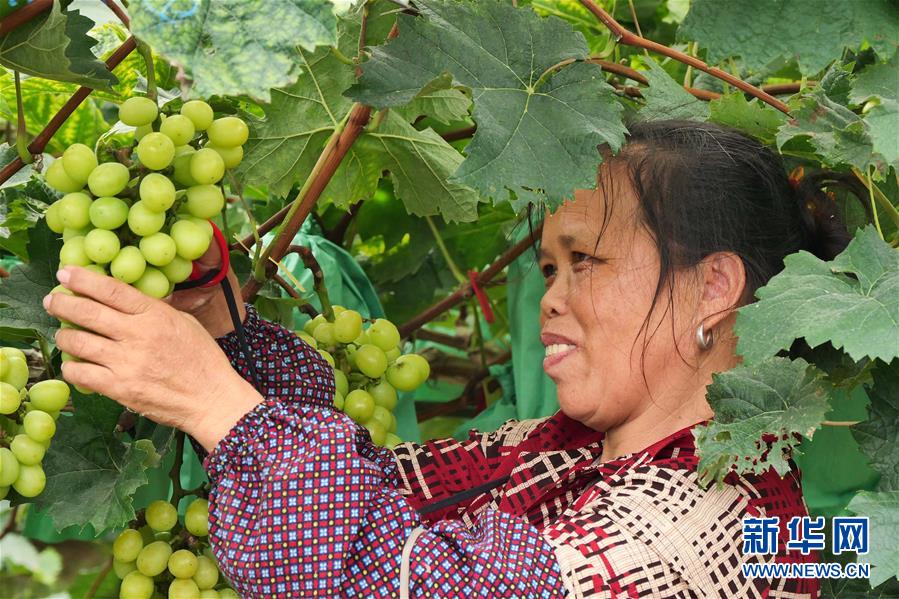 （決戰(zhàn)決勝脫貧攻堅·圖文互動）（2）同飲一江水 攜手“斬窮根”——深圳對口廣西河池、百色扶貧協(xié)作見聞