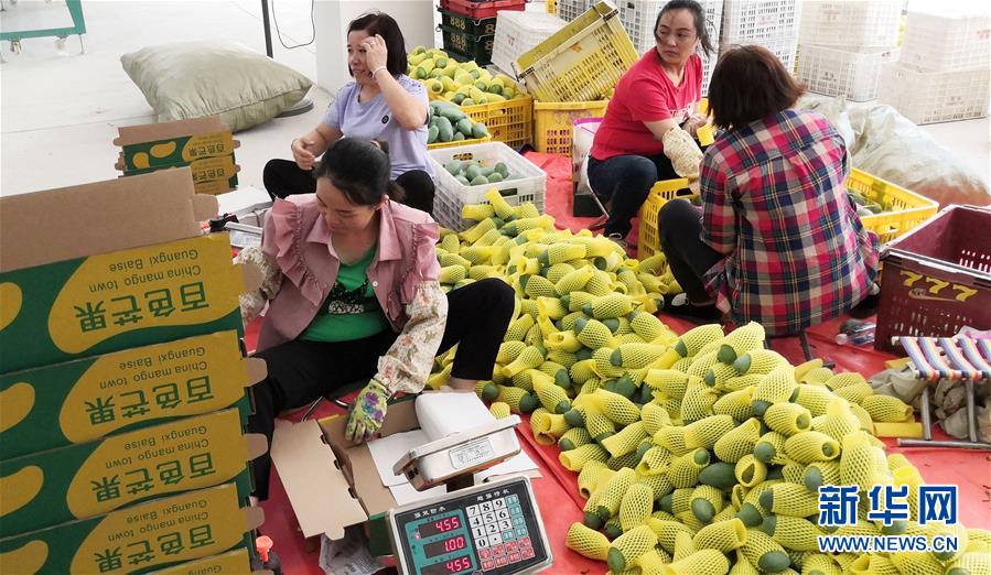 （決戰(zhàn)決勝脫貧攻堅·圖文互動）（3）同飲一江水 攜手“斬窮根”——深圳對口廣西河池、百色扶貧協(xié)作見聞