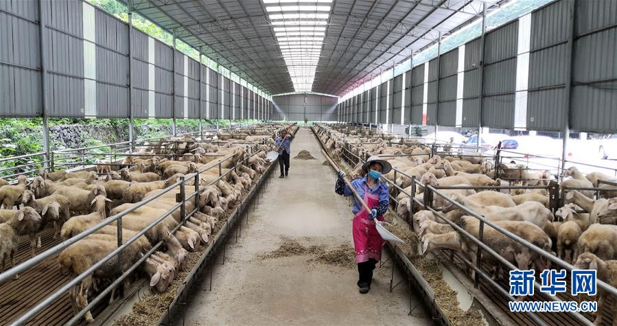 （決戰(zhàn)決勝脫貧攻堅·圖文互動）（5）同飲一江水 攜手“斬窮根”——深圳對口廣西河池、百色扶貧協(xié)作見聞