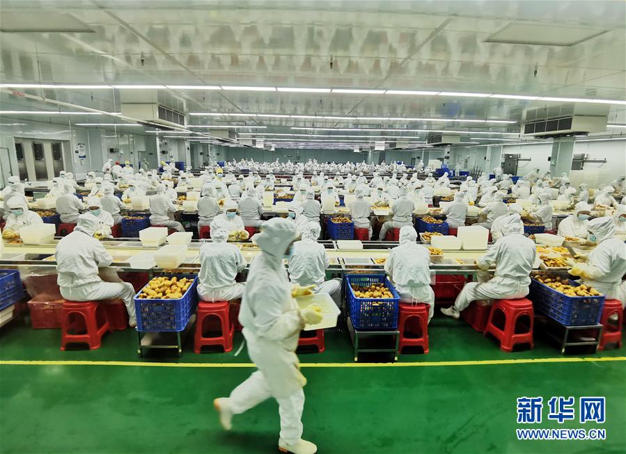 （決戰(zhàn)決勝脫貧攻堅·圖文互動）（8）同飲一江水 攜手“斬窮根”——深圳對口廣西河池、百色扶貧協(xié)作見聞