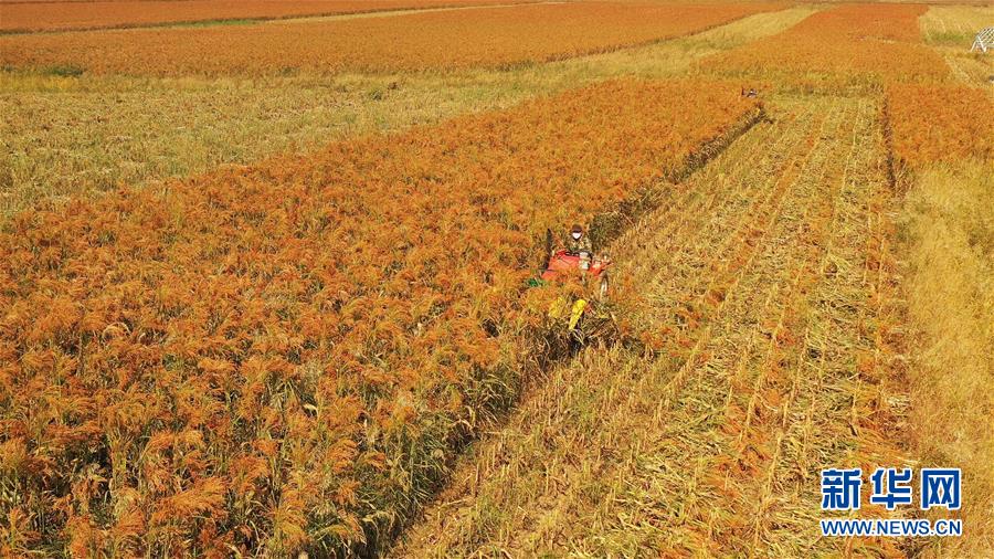 （決戰(zhàn)決勝脫貧攻堅&middot;圖文互動）（1）內(nèi)蒙古巴林左旗：土笤帚&ldquo;掃&rdquo;出新生活