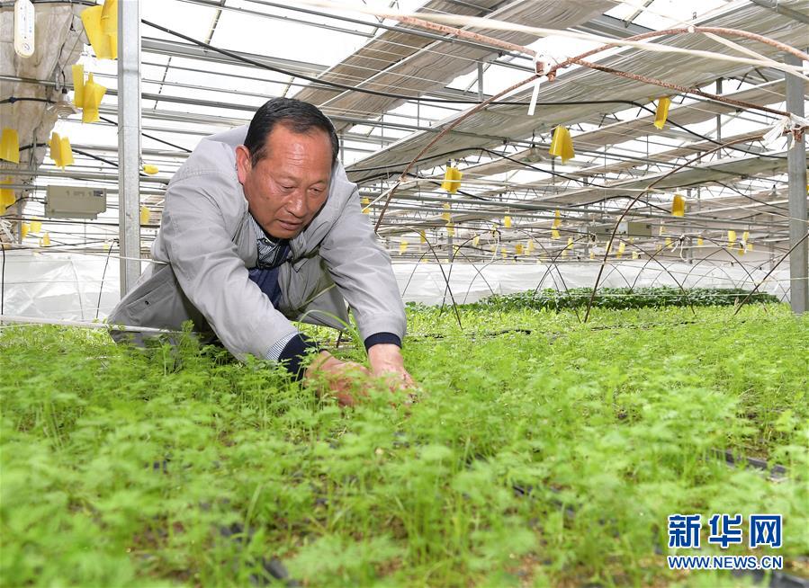 （走向我們的小康生活&middot;決戰(zhàn)決勝脫貧攻堅(jiān)&middot;圖文互動(dòng)）（1）高原喜見&ldquo;壽光綠&rdquo;&mdash;&mdash;&ldquo;世界屋脊&rdquo;上的蔬菜發(fā)展奇跡