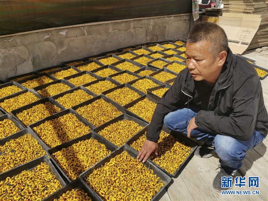 （決戰(zhàn)決勝脫貧攻堅(jiān)&middot;圖文互動(dòng)）（2）帕米爾高原盛開&ldquo;富民花&rdquo;