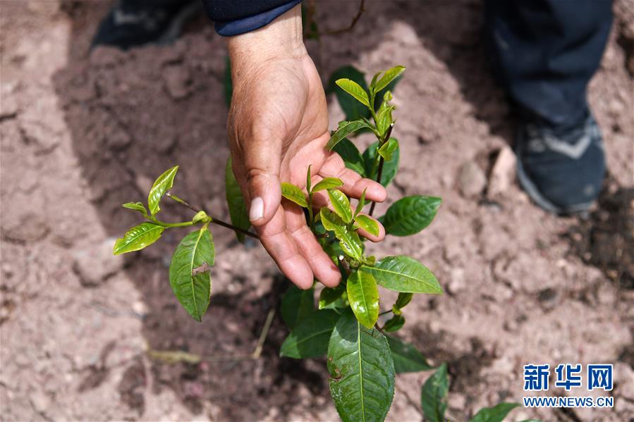 (西藏昌都解放70周年·圖文互動)(2)“我有一個植樹夢”——扎西旺堆和他的“綠色家園”