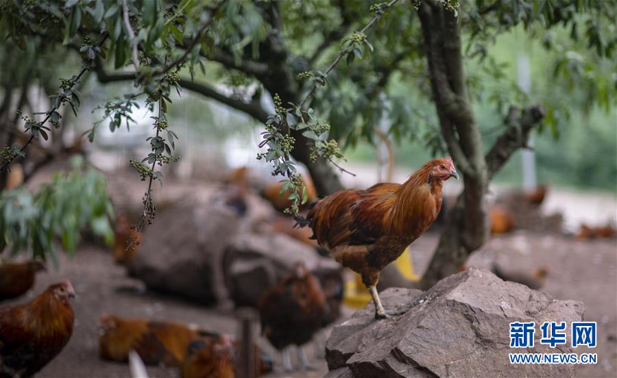 （新華全媒頭條&middot;走向我們的小康生活&middot;決戰(zhàn)決勝脫貧攻堅(jiān)&middot;圖文互動(dòng)）（5）昭通之變&mdash;&mdash;全國貧困人口最多的地級市跨越記