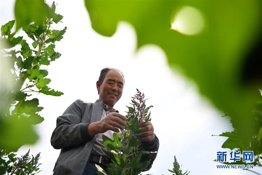 （新華全媒頭條&middot;圖文互動(dòng)）（12）大山的回響&mdash;&mdash;三個(gè)民族自治縣的70年巨變