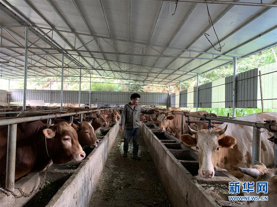 (新華全媒頭條·圖文互動)(3)決戰(zhàn)千山萬弄間——廣西“極貧角落”最后攻堅(jiān)記