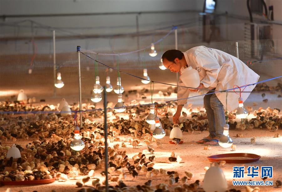 (新華全媒頭條·圖文互動)(9)決戰(zhàn)千山萬弄間——廣西“極貧角落”最后攻堅(jiān)記