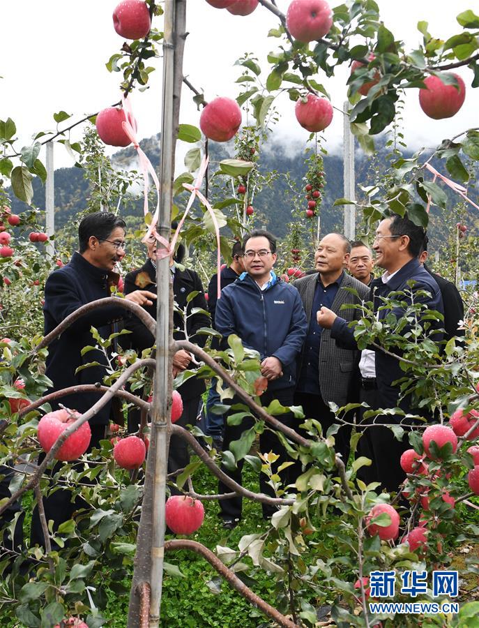 （新華全媒頭條&middot;圖文互動）（8）愿做高原一粒種 化作金穗撒人間&mdash;&mdash;追記我國青稞研究專家尼瑪扎西