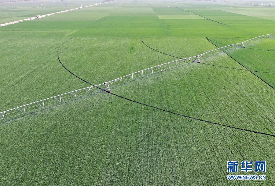 （在習(xí)近平新時(shí)代中國特色社會主義思想指引下&mdash;&mdash;新時(shí)代新作為新篇章&middot;習(xí)近平總書記關(guān)切事&middot;圖文互動(dòng)）（4）新農(nóng)事、新希望&mdash;&mdash;夏收前田間新動(dòng)態(tài)掃描