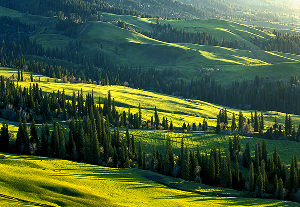 【長篇通訊】塞罕壩，京城綠色屏障的前世今生