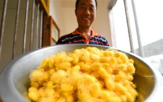 蠶農陳東日:我的夢想是彩色的