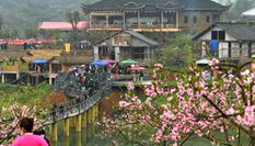 湖南湘西:趕“桃花會”享春光