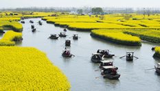 江蘇泰州:千垛菜花引客來