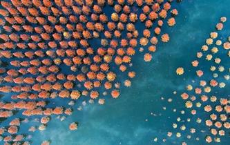 昆明:滇池上游濕地美如畫