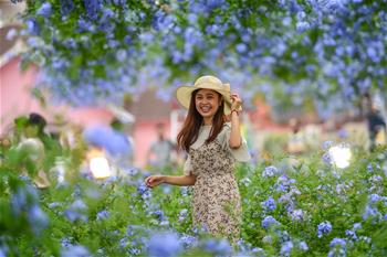 廣州:藍(lán)雪花綻放