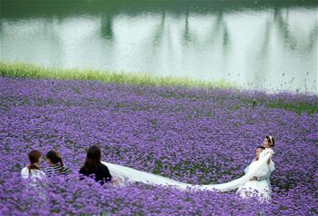 貴州甕安:荒坡變花海 美景引客來