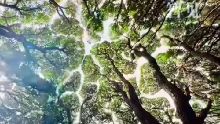 樹(shù)木為何會(huì)相互“禮讓”？