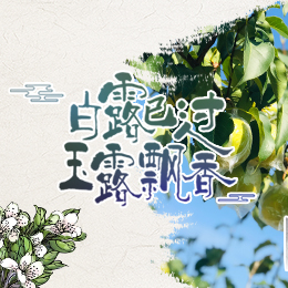 白露已過(guò)，玉露飄香