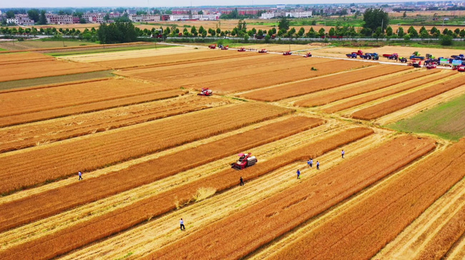 瞰豐收！風(fēng)吹麥浪 “鐵馬”馳騁
