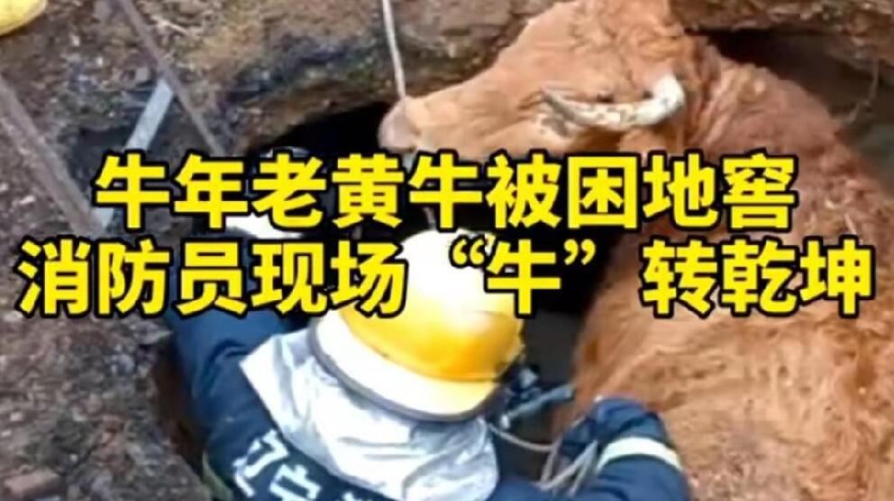 牛年老黃牛被困地窖，消防員現(xiàn)場“牛”轉(zhuǎn)乾坤！
