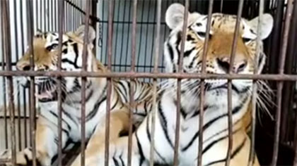 專(zhuān)家分析：老虎咬死飼養(yǎng)員事件 暴露哪些問(wèn)題？