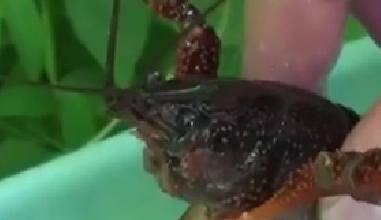 封殺！ 日本擬將小龍蝦指定為外來(lái)入侵物種