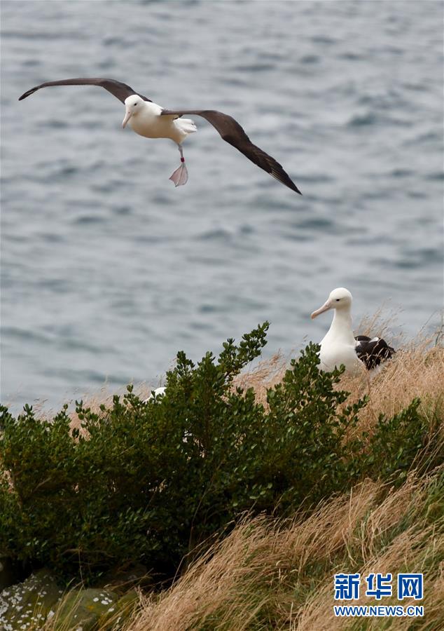 （國際·圖文互動）（10）通訊：探訪新西蘭泰厄羅阿角信天翁之家