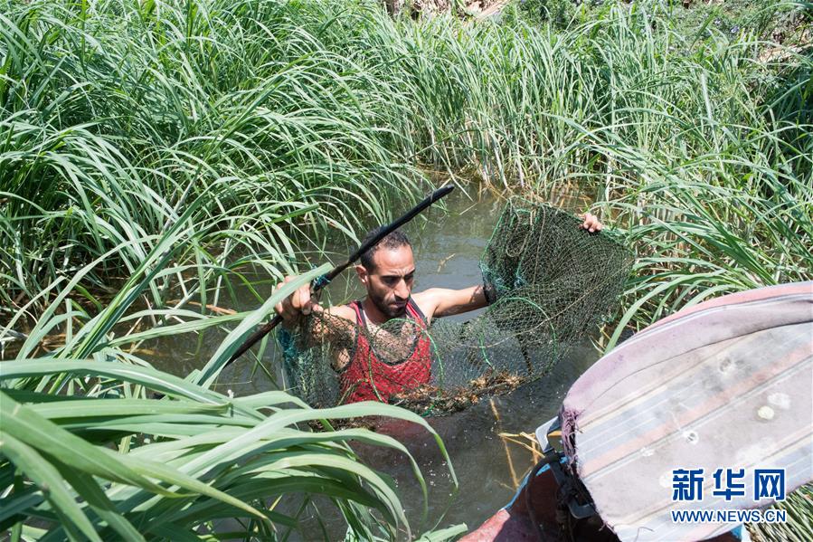 （國際&middot;圖文互動）（4）從尼羅河畔到中國餐桌&mdash;&mdash;一只&ldquo;洋&rdquo;小龍蝦的36小時旅程