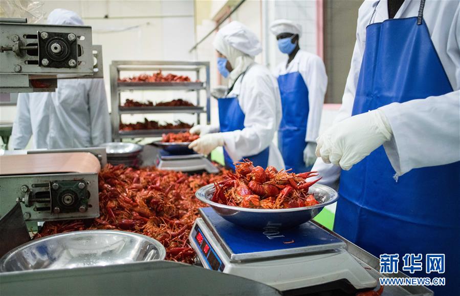 （國際&middot;圖文互動）（9）從尼羅河畔到中國餐桌&mdash;&mdash;一只&ldquo;洋&rdquo;小龍蝦的36小時旅程