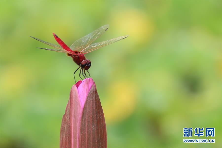 （國(guó)際&middot;年終報(bào)道）（7）2019，精&ldquo;彩&rdquo;紛呈