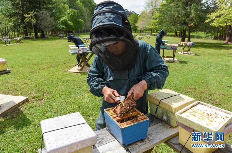 （第三屆進(jìn)博會&middot;圖文互動）（7）通訊：新西蘭的進(jìn)博會味道，甜