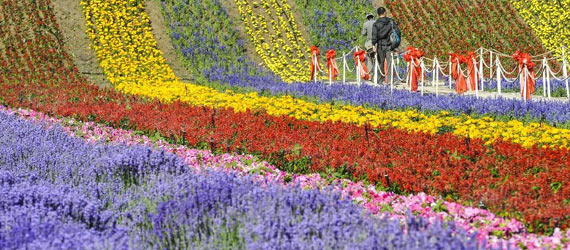 中國(guó)“普羅旺斯”：在新絲綢之路上散發(fā)芳香