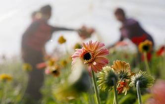 江蘇泗洪:寒冬時(shí)節(jié)大棚鮮花俏