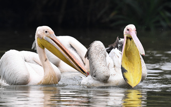 白鵜鶘&ldquo;作客&rdquo;?？? />  
<div>白鵜鶘“作客”?？?/div>
</a>
<a href=