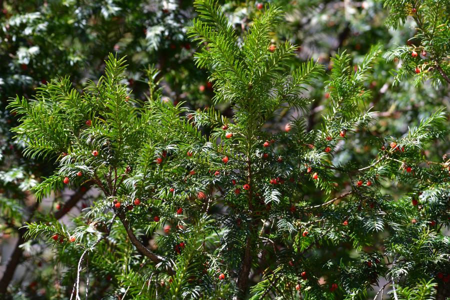 時(shí)隔40多年，我國(guó)再度發(fā)現(xiàn)珍稀瀕危植物密葉紅豆杉種群